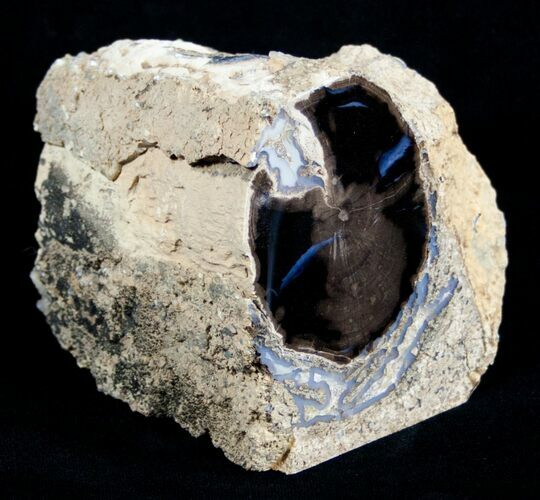 Blue Forest Petrified Wood Limb Section - / lbs #3282